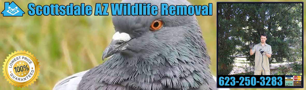 Scottsdale Wildlife and Animal Removal